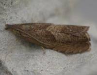 Attēlu rezultāti vaicājumam “Dichrorampha simpliciana”