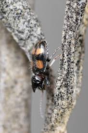 Attēlu rezultāti vaicājumam “Anthicidae”