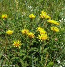 Image result for Inula hirta