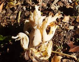 Attēlu rezultāti vaicājumam “Clavulina coralloides”