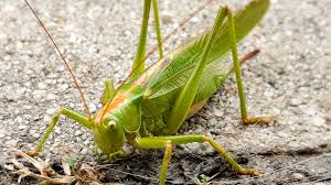 Attēlu rezultāti vaicājumam “Tettigonia viridissima”