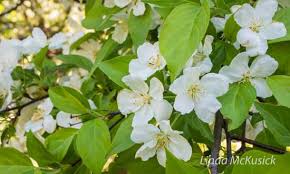 Attēlu rezultāti vaicājumam “Malus baccata”