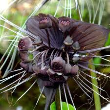 Image result for Tacca chantrieri