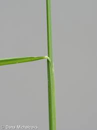 Attēlu rezultāti vaicājumam “Melica nutans leaf”