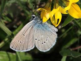Attēlu rezultāti vaicājumam “Cyaniris semiargus underside”