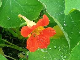 Attēlu rezultāti vaicājumam “Tropaeolum majus bud”