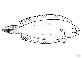 Image result for Glyptocephalus cynoglossus