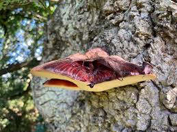 Attēlu rezultāti vaicājumam “Diplomitoporus flavescens”