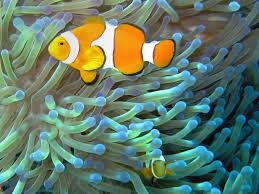 Image result for sea Anemone