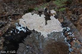 Attēlu rezultāti vaicājumam “Corticium roseum”