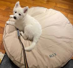 「アレックス・シェパード」の画像検索結果