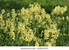 Image result for Primula elatior