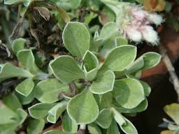 Attēlu rezultāti vaicājumam “Antennaria dioica leaf”