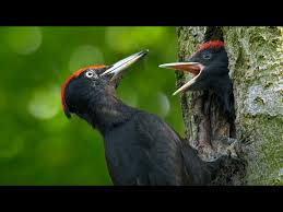 Attēlu rezultāti vaicājumam “Dryocopus martius adult”