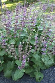 Image result for Salvia verticillata