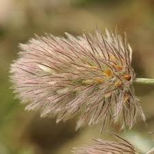 Attēlu rezultāti vaicājumam “Trifolium arvense fruit”