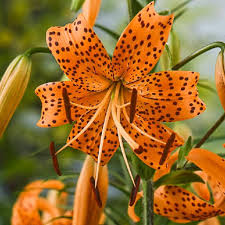 Attēlu rezultāti vaicājumam “Lilium lancifolium”