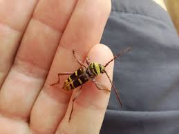 Attēlu rezultāti vaicājumam “Plagionotus detritus”