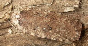 Attēlu rezultāti vaicājumam “Agonopterix ciliella”