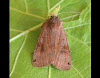 Attēlu rezultāti vaicājumam “Xestia baja”