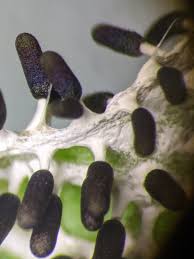 Attēlu rezultāti vaicājumam “Diachea leucopodia macro”