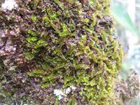 Attēlu rezultāti vaicājumam “Jungermannia sphaerocarpa”