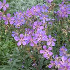 Attēlu rezultāti vaicājumam “Geranium pratense”