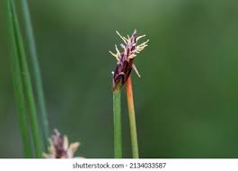 Attēlu rezultāti vaicājumam “Eleocharis uniglumis leaf”
