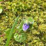 Attēlu rezultāti vaicājumam “Veronica filiformis bud”