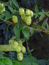 Attēlu rezultāti vaicājumam “Humulus lupulus bud”