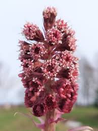 Attēlu rezultāti vaicājumam “Petasites hybridus flower”