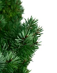 Attēlu rezultāti vaicājumam “Pseudotsuga menziesii”