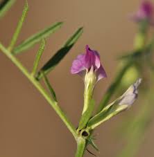Attēlu rezultāti vaicājumam “Vicia angustifolia flower”