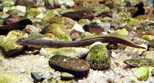 Image result for Lampetra fluviatilis