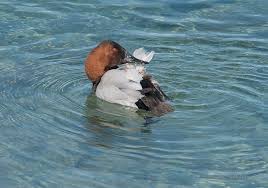 Image result for Aythya valisineria