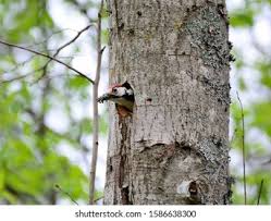 Attēlu rezultāti vaicājumam “Dendrocopos medius nest”