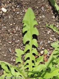 Attēlu rezultāti vaicājumam “Crepis biennis leaf”