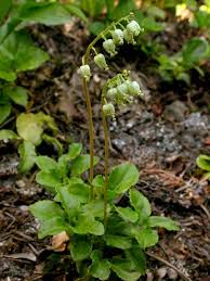 Attēlu rezultāti vaicājumam “Orthilia secunda fruit”