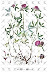Attēlu rezultāti vaicājumam “Trifolium alpestre leaf”