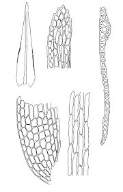 Attēlu rezultāti vaicājumam “Dicranum bonjeanii”
