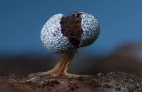 Attēlu rezultāti vaicājumam “Physarum murinum macro”