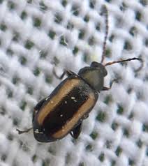 Attēlu rezultāti vaicājumam “Phyllotreta sp.”