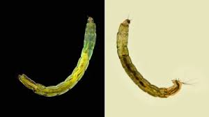 Attēlu rezultāti vaicājumam “Chironomidae larva”