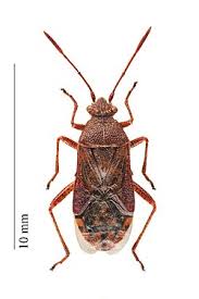 Attēlu rezultāti vaicājumam “Rhopalus maculatus”