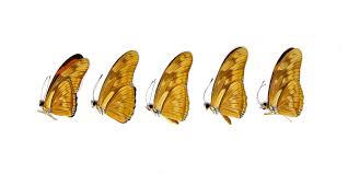 Attēlu rezultāti vaicājumam “Badhamia juliae macro”