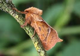 Attēlu rezultāti vaicājumam “Colostygia pectinataria female”