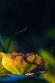 Attēlu rezultāti vaicājumam “Potamogeton trichoides leaf”