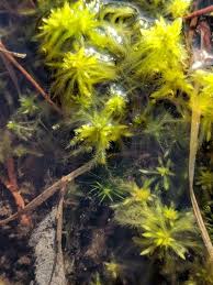 Attēlu rezultāti vaicājumam “Sphagnum cuspidatum”