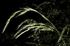 Attēlu rezultāti vaicājumam “Bromopsis benekenii”