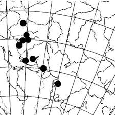 Attēlu rezultāti vaicājumam “Arthonia leucopellaea”